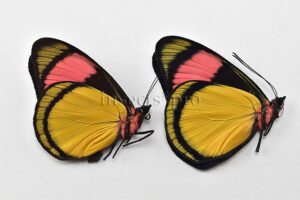 Batesia hypochlora hypoxantha A1 ♂ SET of 2 sp.