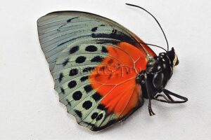 :::BULK SALE:::: Agrias beatifica lachaumei A1 ♂