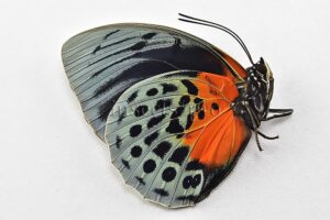 :::BULK SALE:::: Agrias beatifica lachaumei A1 ♀