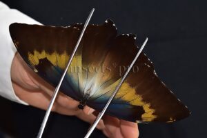 Morpho cisseis jeannoti A1 ♂