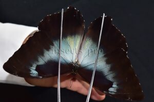 Morpho cisseis gahua f. gahua A1 ♂ BLUE