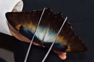 Morpho cisseis gahua f. phadena A1 ♂