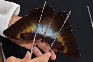 Morpho cisseis gahua f. phadena A1 ♂