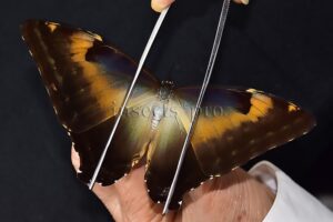 Morpho cisseis gahua f. phadena ♀