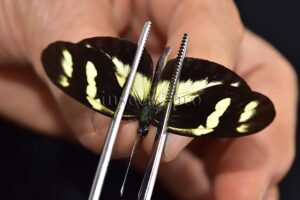 Dismorphia laja koenigi A1  RARE