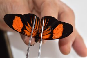 Heliconius melpomene amaryllis x aglaope A1 ♂ HYBRID* Nº1