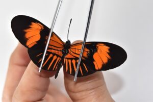 Heliconius melpomene amaryllis x aglaope A1 ♂ HYBRID* Nº2