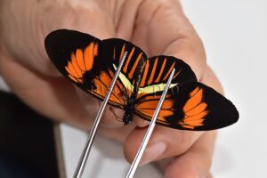 Heliconius melpomene amaryllis x aglaope A1 ♂ HYBRID* Nº4