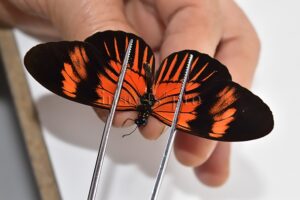 Heliconius melpomene amaryllis x aglaope A1 ♂ HYBRID* Nº8