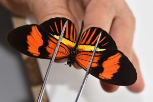 Heliconius melpomene amaryllis x aglaope A1 ♂ HYBRID* Nº9