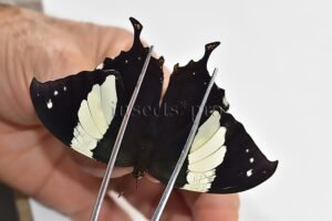 :::BULK SALE:::: Anaea clytemnestra A1 ♂