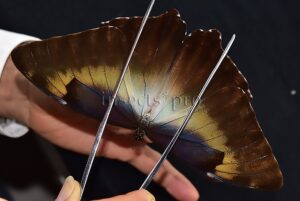 Morpho cisseis jeannoti ♂ GOOD PRICE*
