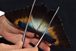 Morpho cisseis gahua f. phadena ♂ INTERESTING FORM GOOD PRICE*