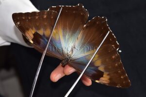 Morpho cisseis gahua f. phadena ♀ FEMALE GOOD PRICE*