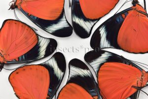 :::BULK SALE:::: Panacea prola A1 ♂ RED FLASHER