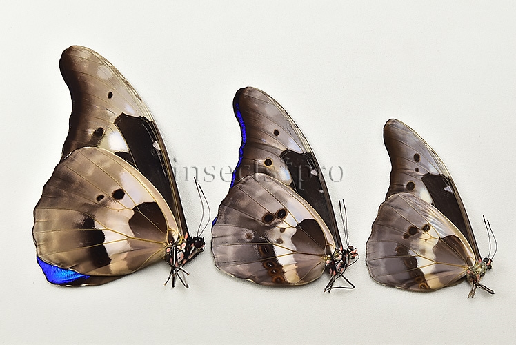 :::BULK SALE:::: Morpho rhetenor helena A1 ♂ MEDIUM SIZE - Image 2