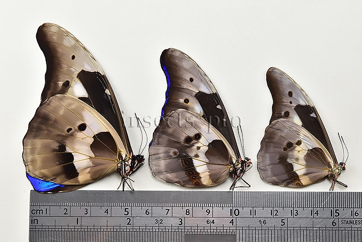:::BULK SALE:::: Morpho rhetenor helena A1 ♂ MEDIUM SIZE - Image 4