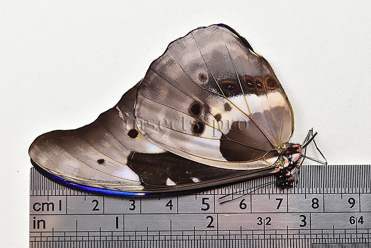 :::BULK SALE:::: Morpho rhetenor helena A1 ♂ MEDIUM SIZE - Image 3