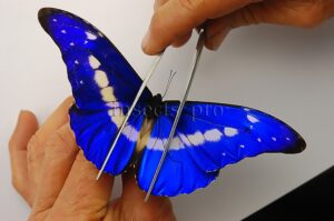 :::BULK SALE:::: Morpho rhetenor helena A1 ♂ MEDIUM SIZE