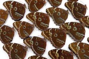 :::BULK SALE:::: Morpho helenor lacommei A1 ♂
