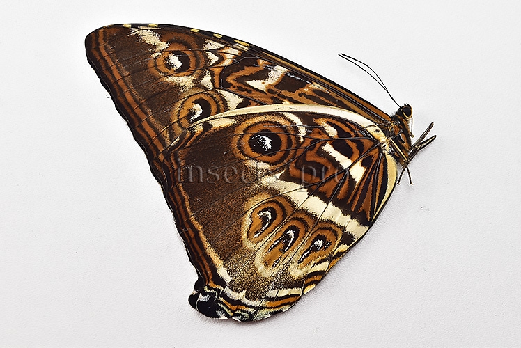 Morpho cisseis jeannoti A1 ♂ - Image 2