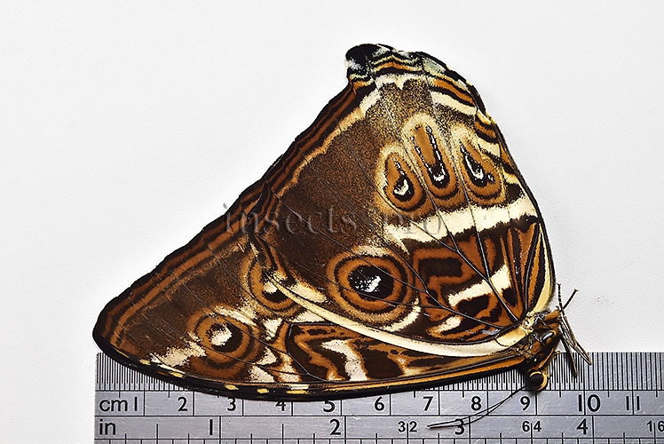 Morpho cisseis jeannoti A1 ♂ - Image 3
