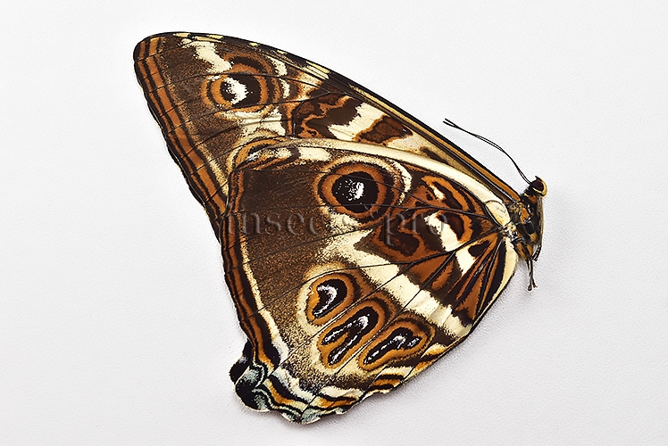 Morpho cisseis jeannoti A1 ♂ - Image 2