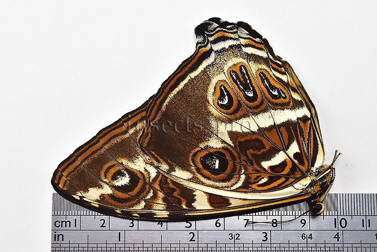 Morpho cisseis jeannoti A1 ♂ - Image 3