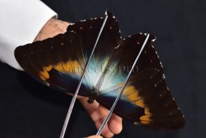 Morpho cisseis gahua f. phadena ♂ GOOD PRICE*