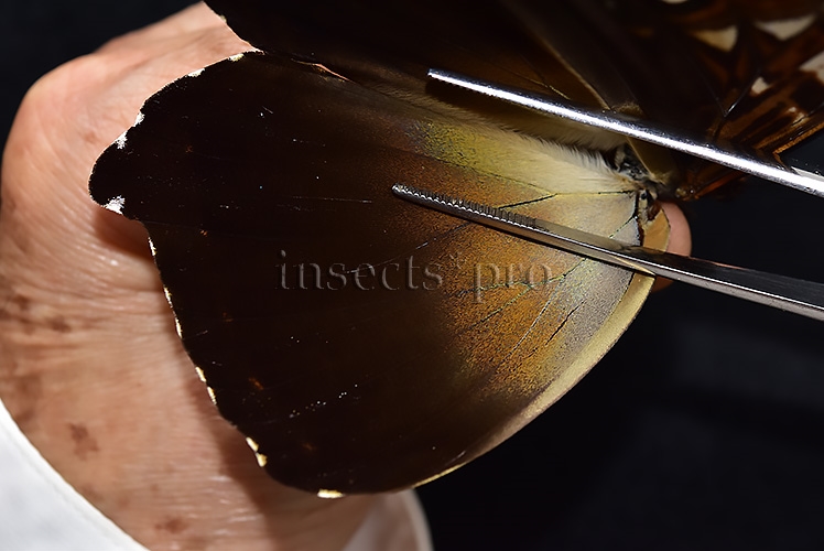 Morpho cisseis jeannoti A1 ♂ - Image 4