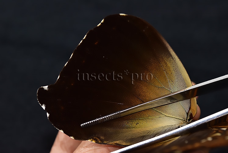 Morpho cisseis jeannoti A1 ♂ - Image 5