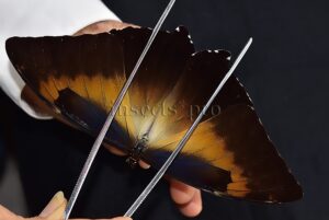 Morpho cisseis jeannoti A1 ♂