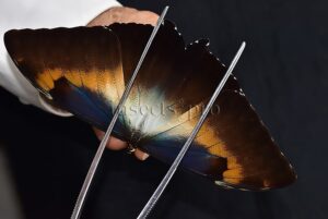 Morpho cisseis gahua f. phadena A1 ♂