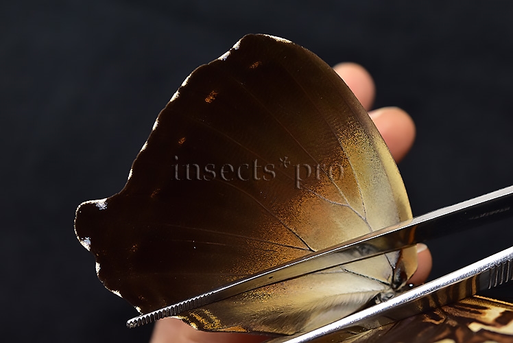Morpho cisseis jeannoti A1 ♂ - Image 5