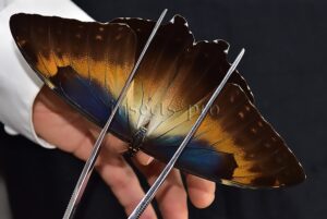 Morpho cisseis jeannoti A1 ♂
