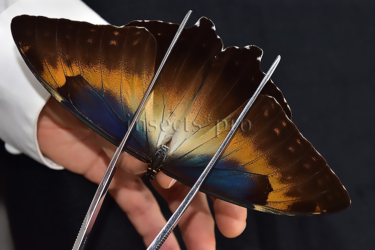 Morpho cisseis jeannoti A1 ♂