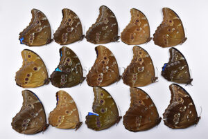 :::BULK SALE:::: Morpho didius A2 ♂ GIANT BLUE MORPHO