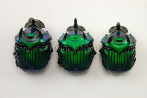 :::BULK SALE:::: Oxysternon conspicillatum A1 ♂♀ GREEN DUNG BEETLE