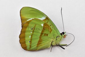 Nessaea hewitsonii hewitsonii A1 ♂ ABERRATION*