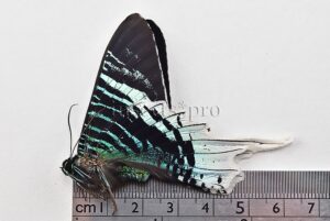 Urania leilus A1 ♂ ABERRATION*