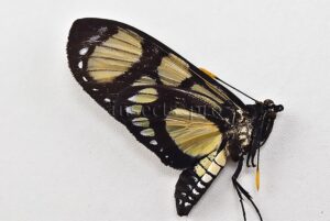 Gazera heliconioides dodona ♂