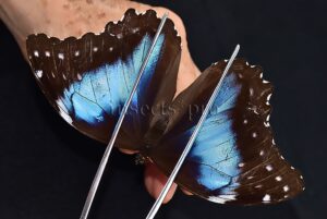 Morpho menelaus occidentalis ♀