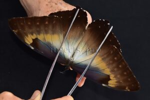 Morpho cisseis jeannoti ♂
