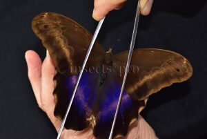 Caligo oberthurii phokilides A1 ♂ HIGH ALTITUDE