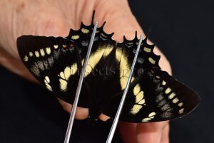 Pterourus cacicus inca A1 ♂