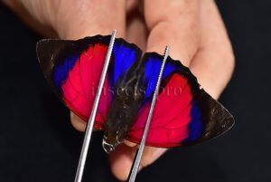 Agrias sardanapalus ♂ NET CAPTURED SPECIMEN