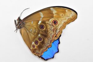 Morpho godartii tingomariensis A1 ♂ ABERRATION* DWARF WING