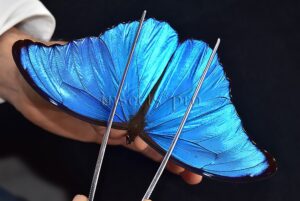 Morpho didius A1 ♂ HQ BLUE MORPHO