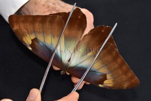 Morpho cisseis jeannoti ♂