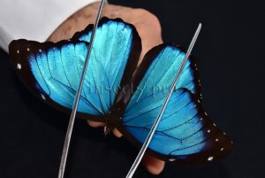 Morpho menelaus occidentalis A1 ♂